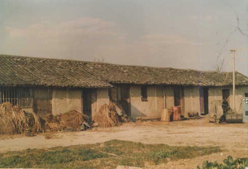 جیلی